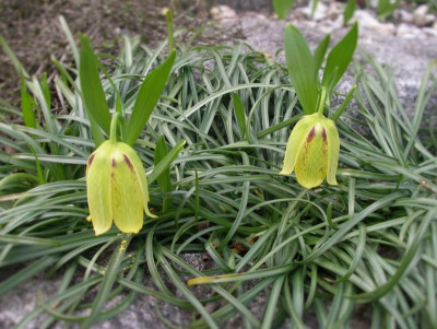 Fritillaria amana Goksum Gold 31.03.16.JPG