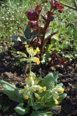 Primula veris Helleborus.jpg