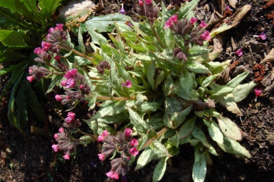 Pulmonaria.jpg