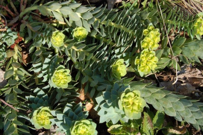 Euphorbia myrsinites.jpg