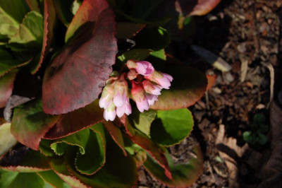 Bergenia BD.jpg