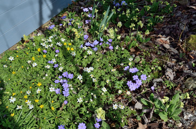 DSC_1169-Buschwindröschen&Hepatica_004.JPG