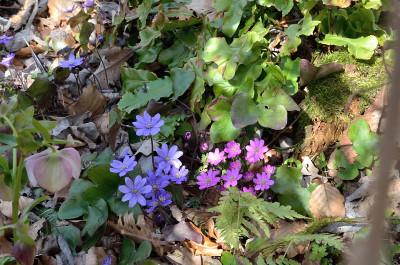 DSC_1170-blau & pink_007.JPG
