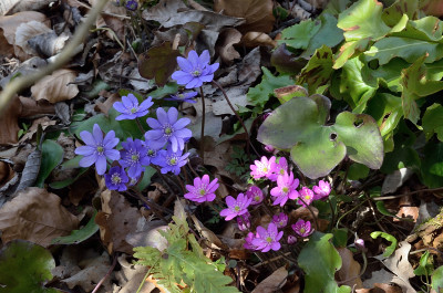 DSC_1171-blau & pink_006.JPG