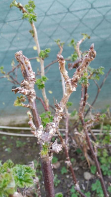 Ribisl_Pilz_1.jpg