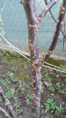 Ribisl_Pilz_2.jpg