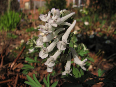 corydalis sol.snow in spring-2012-03-24 109 (3).jpg