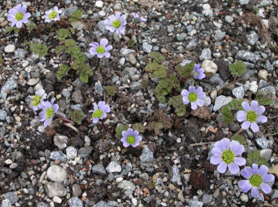 Callianthemum farreri 01.04.16.JPG