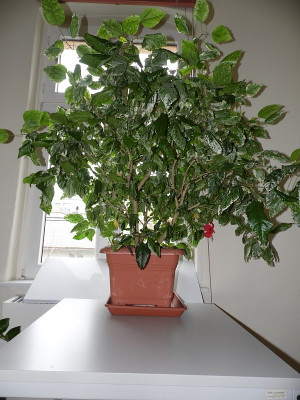 Einzelblüte.jpg