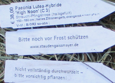 Päonie_2.jpg
