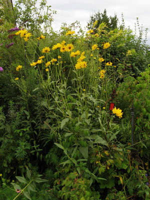 St_Rudbeckianitida0906.jpg