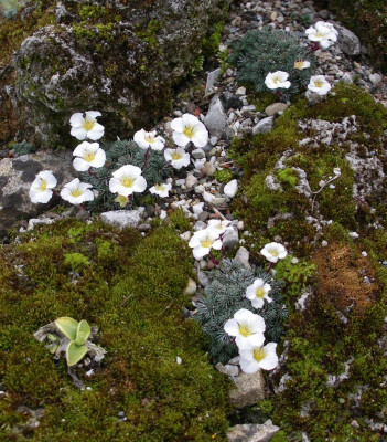 Saxifraga burseriana 28.03.16.JPG