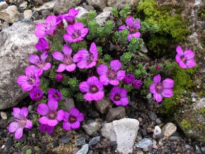 Saxifraga oppositifolia 28.03.16.JPG