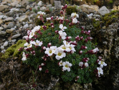 Saxifraga iranica 31.03.16.JPG