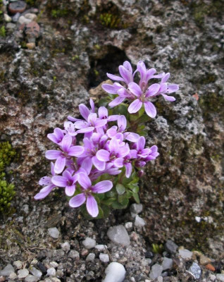 Thlaspi stylosum 31.03.16.JPG