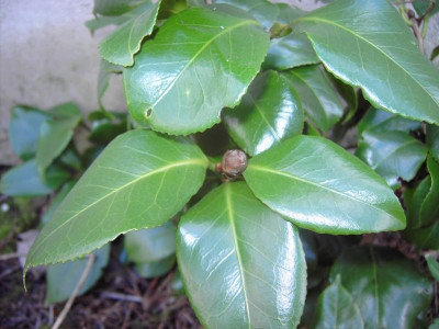 PICT0949.JPG