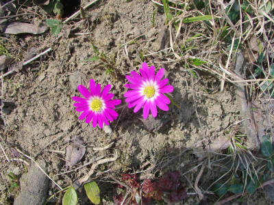 Blüte.JPG