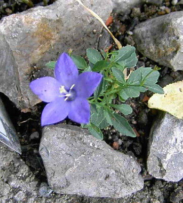 7.9.06._Campanula_waldsteiniana__026.JPG
