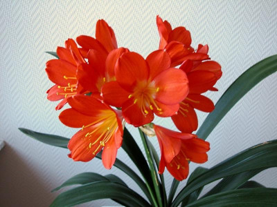 rot-orange Klivie.jpg