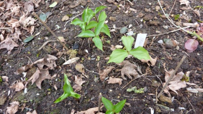 Trillium undulatum 2.4.2016.jpg