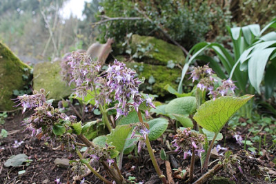 trachystemon orientalis.JPG
