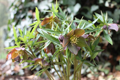 helleborus kirsche.JPG