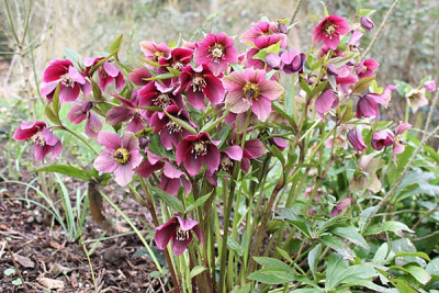 helleborus sämling wildpflaume.JPG