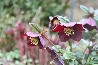 helleborus faulbaum.JPG