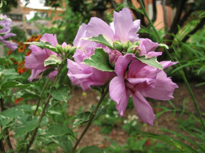 hibiscus syr.van gogh  2015-08-13 (1).JPG