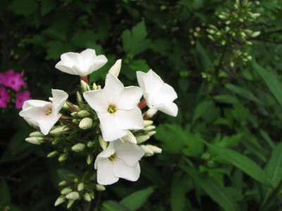 popeye 2015-07-08.JPG