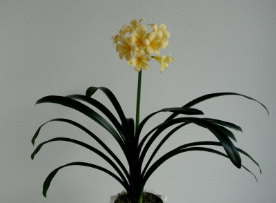 Sämling Solomone Broad Petal Yellow 1. Blüte - 30.3.2016.jpg