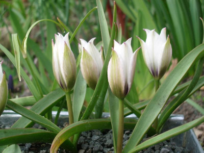 IMGP0722.JPG