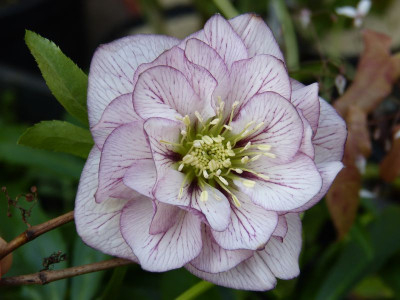 2016-04-03 Helleborus 'Nina'.jpg