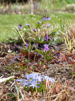 2016-04-03 Gartenimpressionen 1.jpg