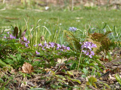 2016-04-03 Gartenimpressionen 2.jpg