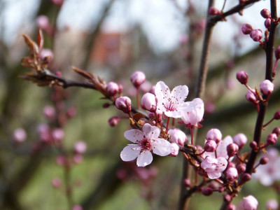 2016-04-03 Gartenimpressionen 3.jpg