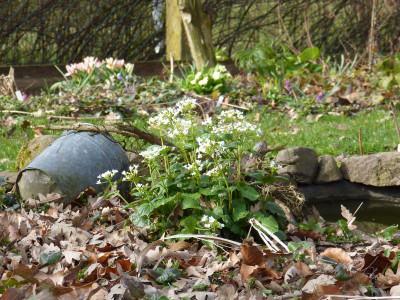 2016-04-03 Gartenimpressionen 4.jpg
