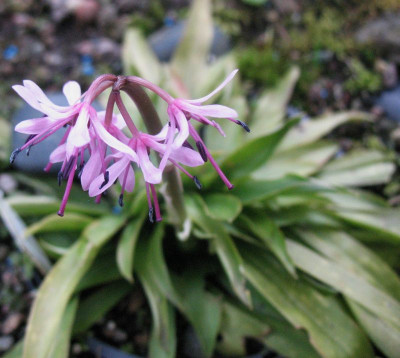 Heloniopsis yakushimense  ...  3.4.16.  097.jpg