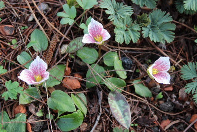 IMG_3556_eTrillium rivale_Purple Heart.JPG
