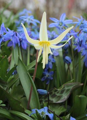 IMG_3549_eErythronium californicum.JPG