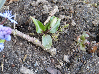 2016-04-03 Trillium rivale.jpg