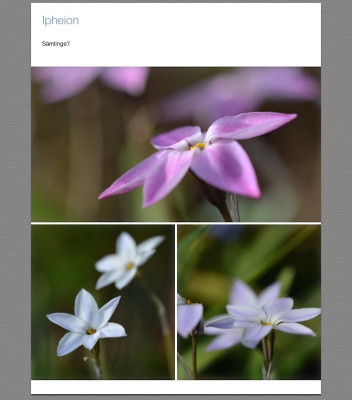 Ipheion.jpg