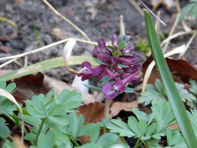 2016-04-03 Corydalis solida 'Purple Bird'.jpg