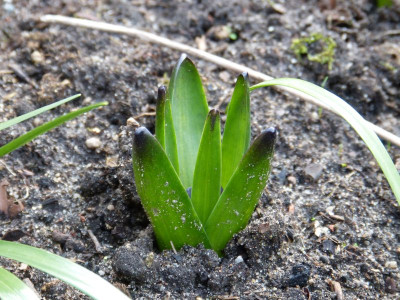 2016-04-03 Hyacinthus 'Dark Dimension' 1.jpg