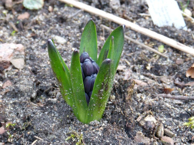 2016-04-03 Hyacinthus 'Dark Dimension' 2.jpg