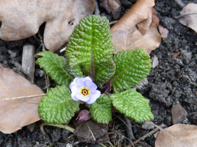 2016-04-03 Primula 'Vera Maud'.jpg