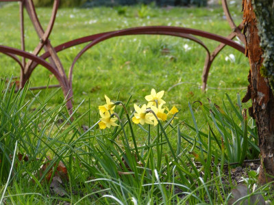 2016-04-03 Gartenimpressionen 8.jpg
