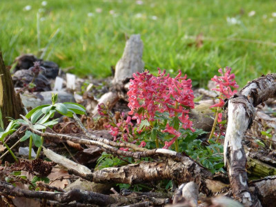 2016-04-03 Gartenimpressionen 7.jpg
