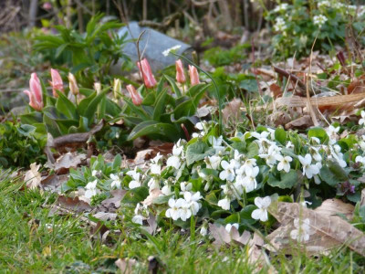 2016-04-03 Gartenimpressionen 6.jpg