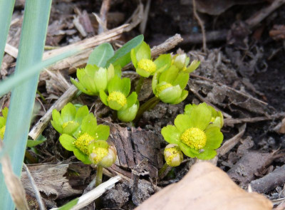 2016-04-03 Hacquetia epipactis.jpg
